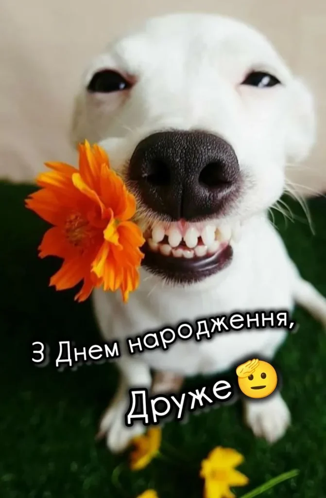Кумедна листівка з днем народження